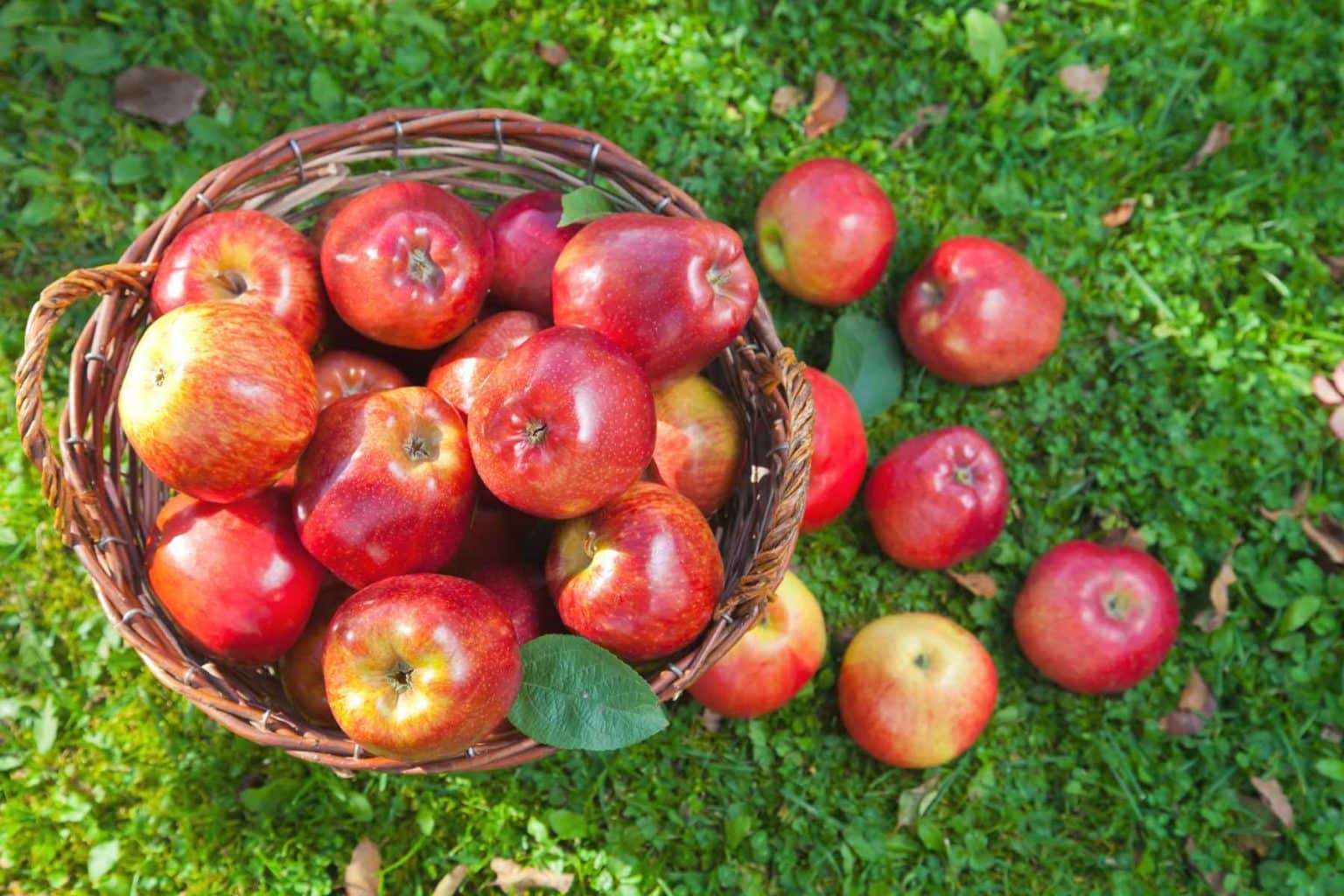 Яблоки сорта орлик фото и описание